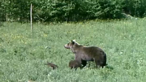 Фото В Бурятии фотоловушка запечатлела кадры прогулки медведицы с медвежатами (ВИДЕО)