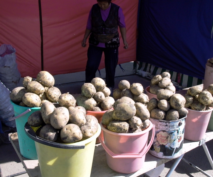 Фото В Бурятии выберут самый крупный клубень картофеля
