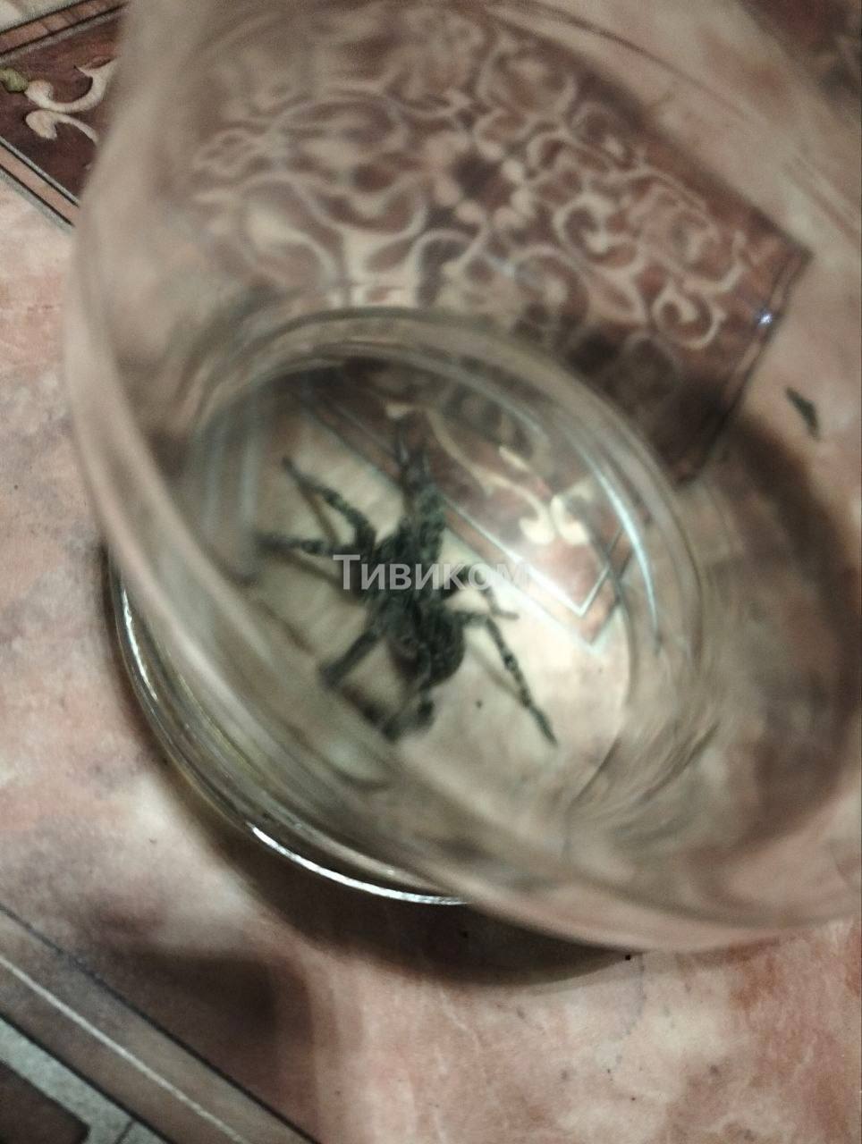 Фото Пауки атакуют жителей Улан-Удэ и пригорода