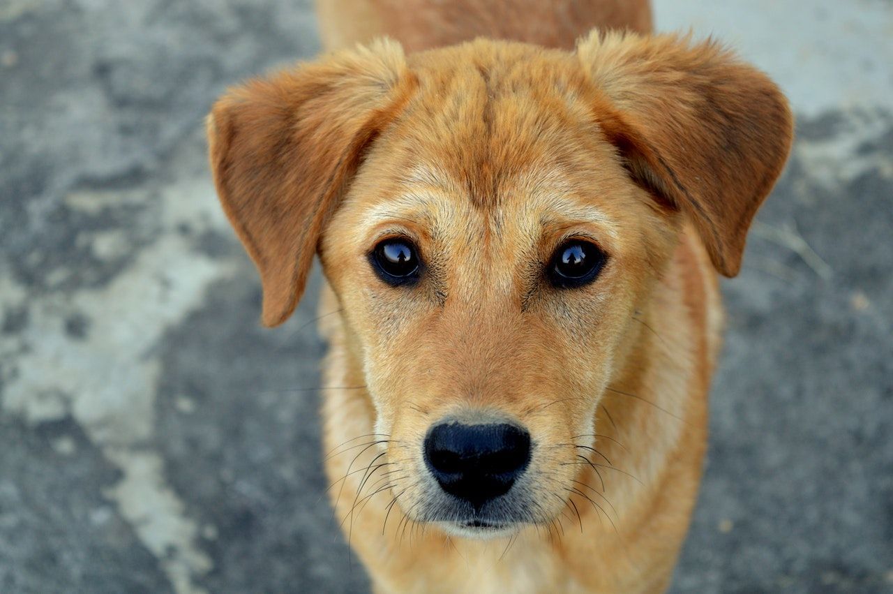 Фото В Улан-Удэ будут искать владельцев для собак с помощью рекламных баннеров и СМИ
