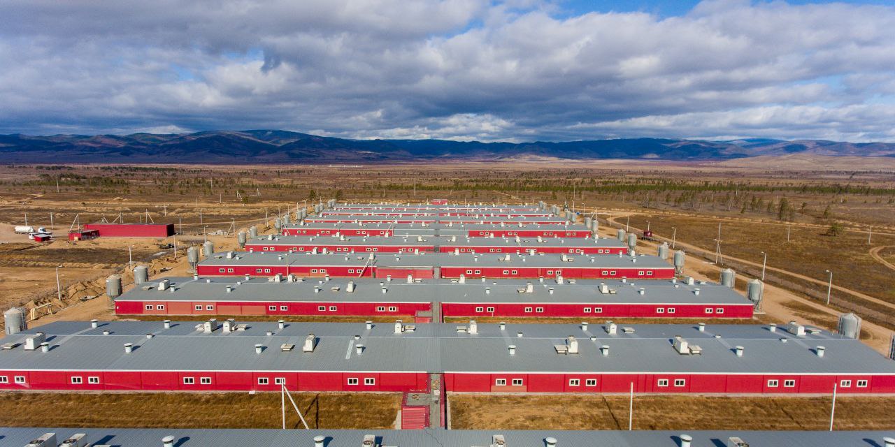 Фото Восточно-Сибирский свинокомплекс «Сибагро» признан лучшим экспортером Бурятии