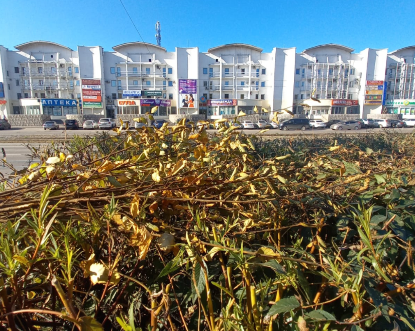 Фото В парке «Мемориал Победы» в Улан-Удэ высадили живую изгородь