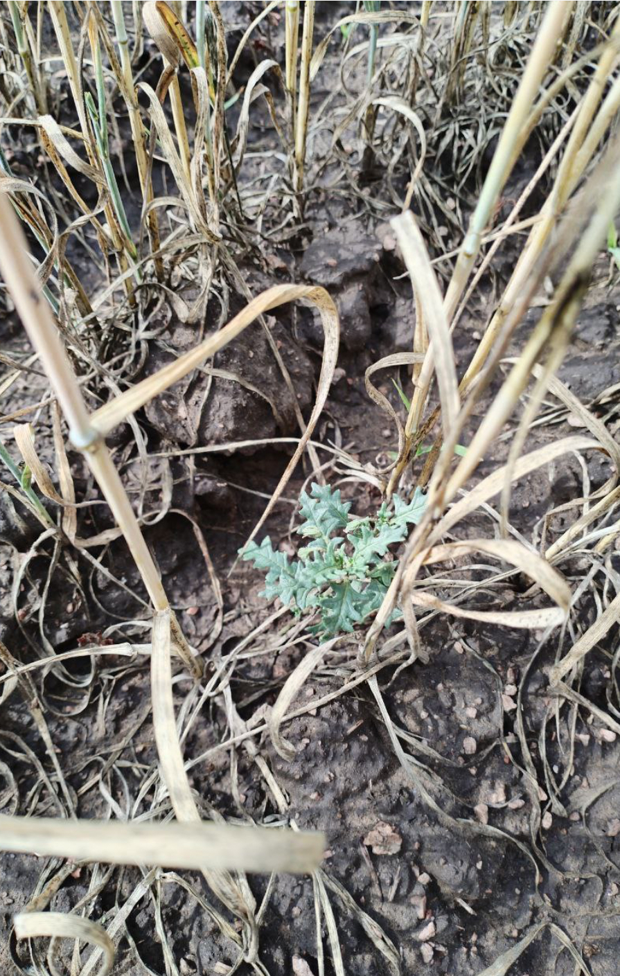 Фото В Тарбагатайском районе Бурятии выявлено увеличение площади очага карантинного сорного растения