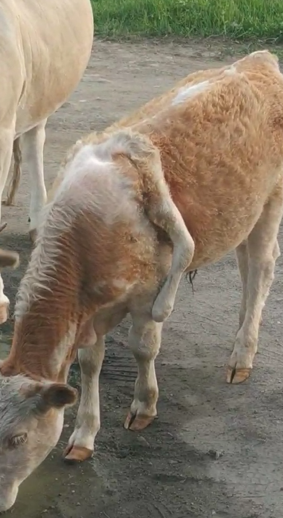 Фото Ветеринар из Бурятии запечатлел теленка с лишней ногой (ВИДЕО)