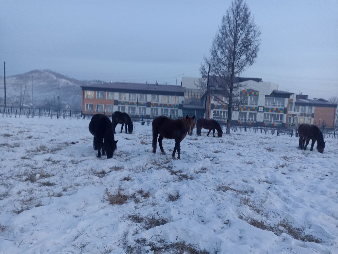 Фото В районе Бурятии безнадзорные коровы перейдут в собственность города