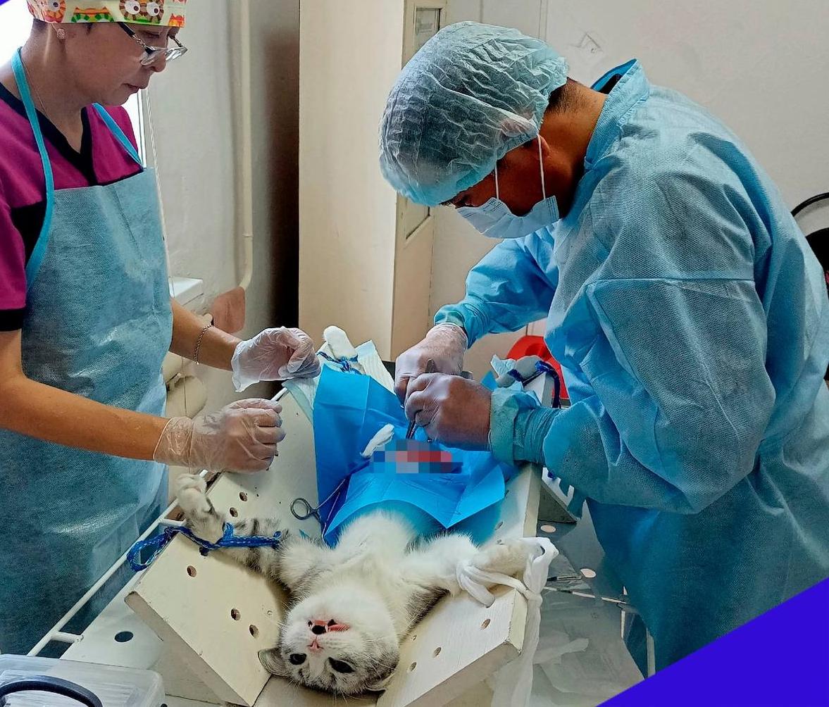 Фото В Улан-Удэ пройдет акция по льготной стерилизации кошек