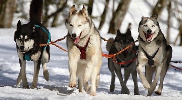 Фото Первые собаки одомашнились на территории нынешней Сибири