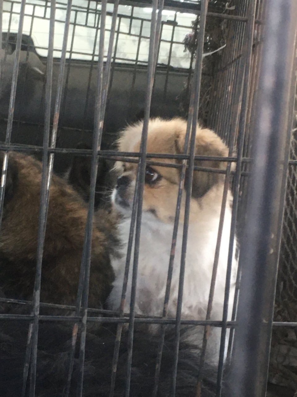 Фото Внешность обманчива: в Улан-Удэ «миленькая» собачка загнала женщину на забор