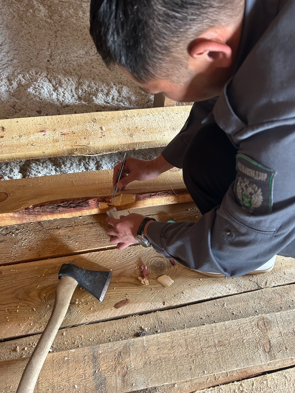 Фото В Бурятии проведена внеплановая проверка в отношении предпринимателя, реализовавшего зараженный пиломатериал