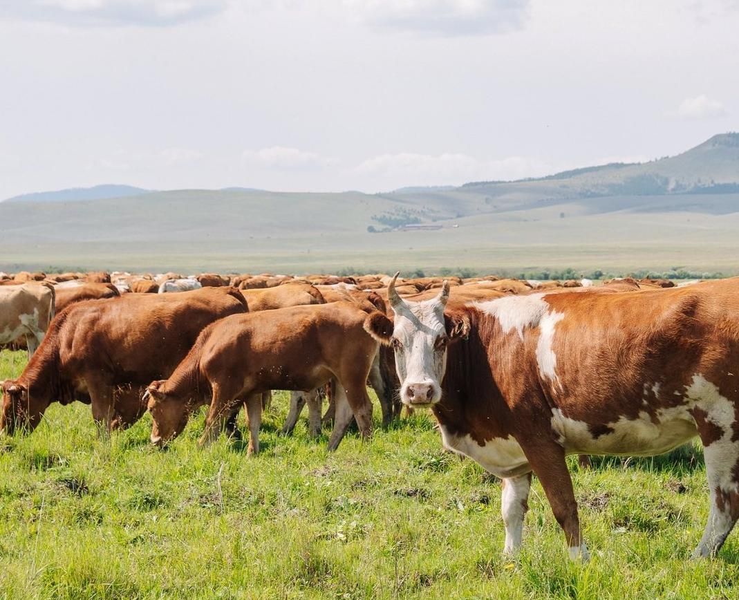Фото В Бурятии отмечено увеличение поголовья сельскохозяйственных животных