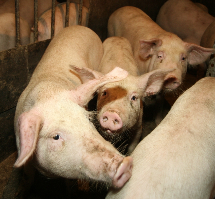 Фото Общественник Бурятии утверждает, что отходы свинокомплекса все еще в ручье  