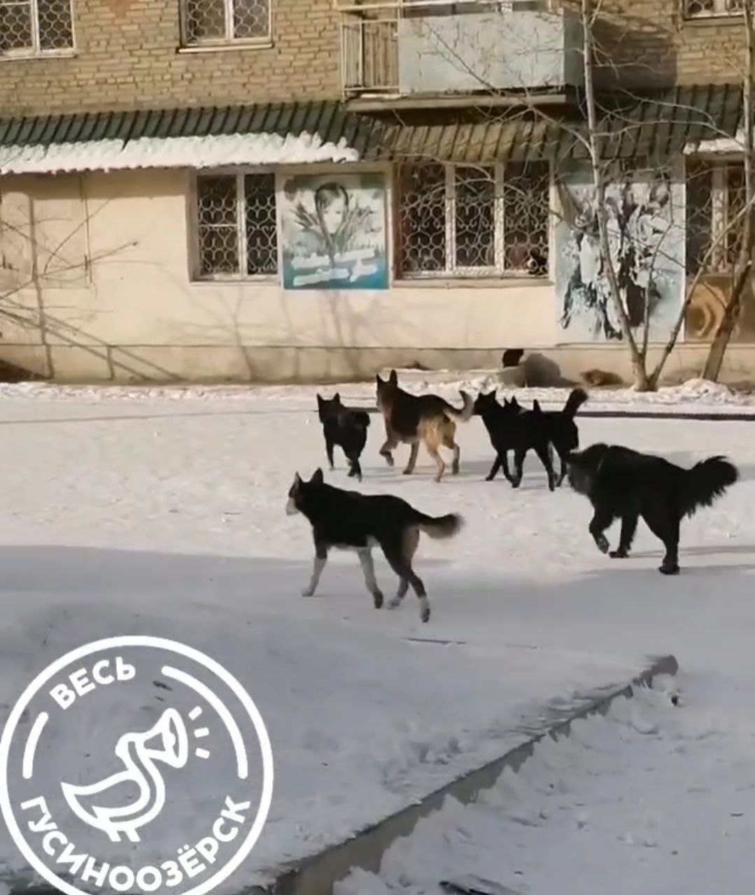 Фото По Гусиноозерску разгуливает свора агрессивных собак (ФОТО)