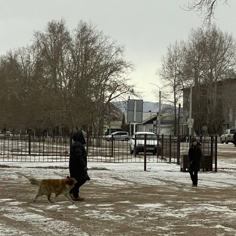 Фото В Бурятии проверили сообщение об огромной стае собак в Хоринске