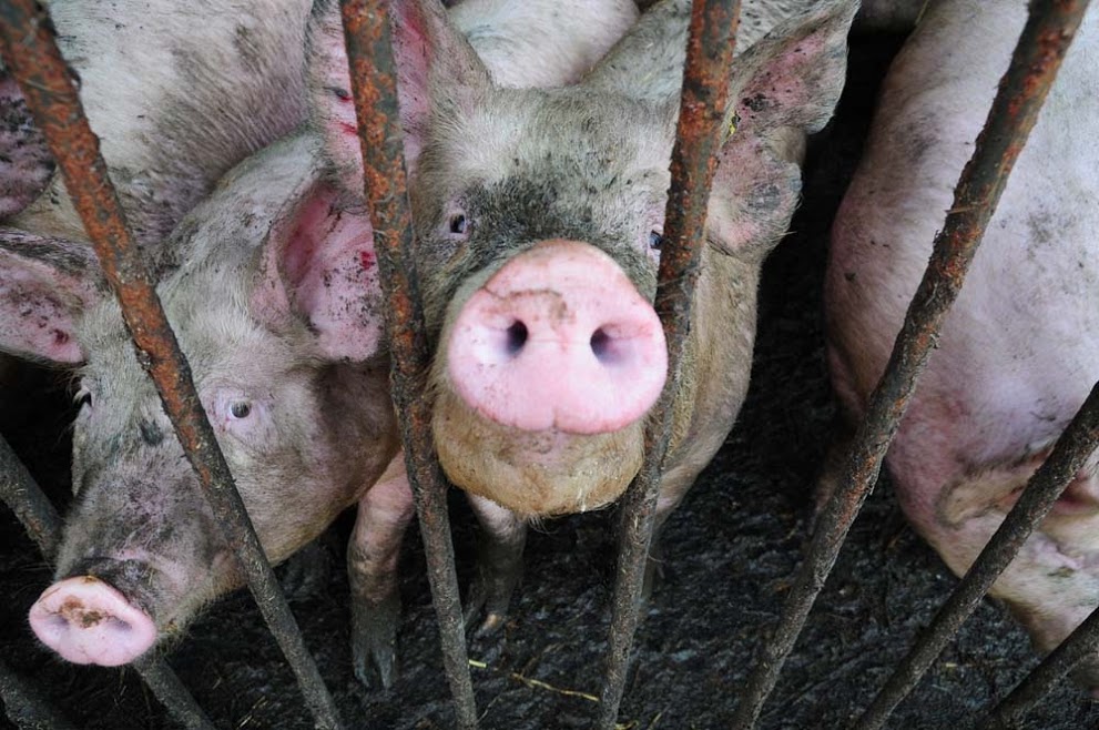 Фото В Бурятию завезли свиную чуму
