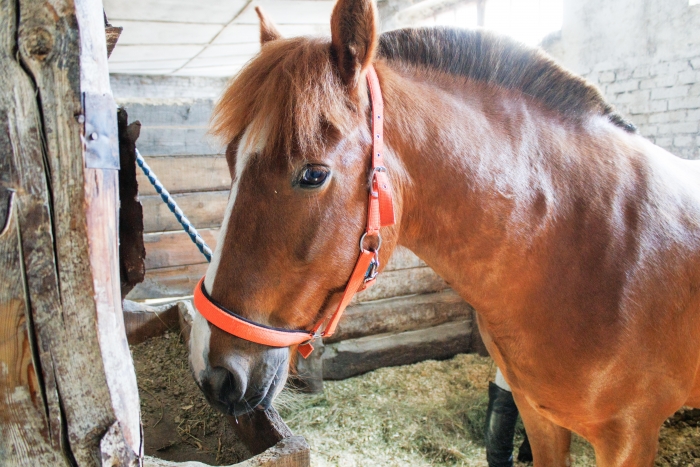 Фото В Прибайкальском районе Бурятии выявили лептоспироз у двух лошадей
