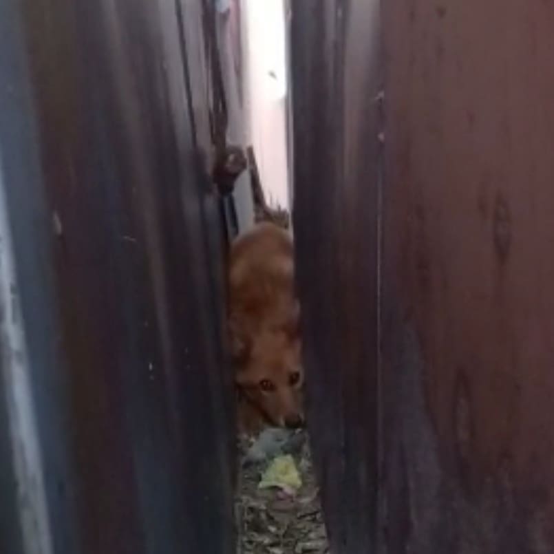 Фото В Улан-Удэ спасли собаку, застрявшую между гаражами (ФОТО)