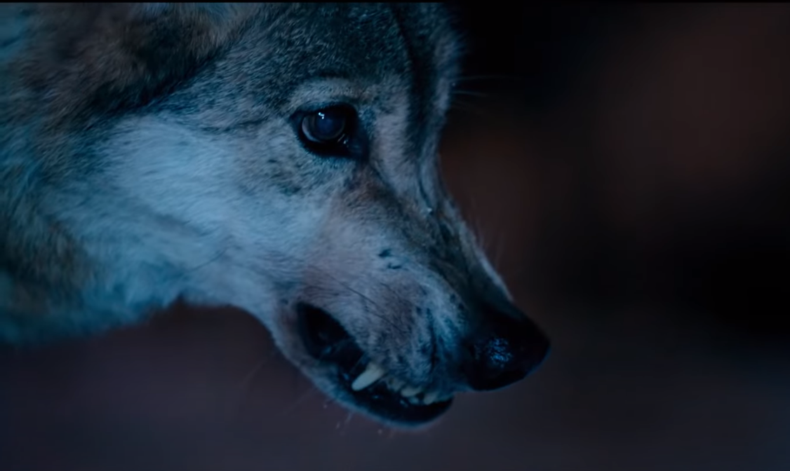 Фото Для съемок фильма в Бурятию из Подмосковья привезли волкособов