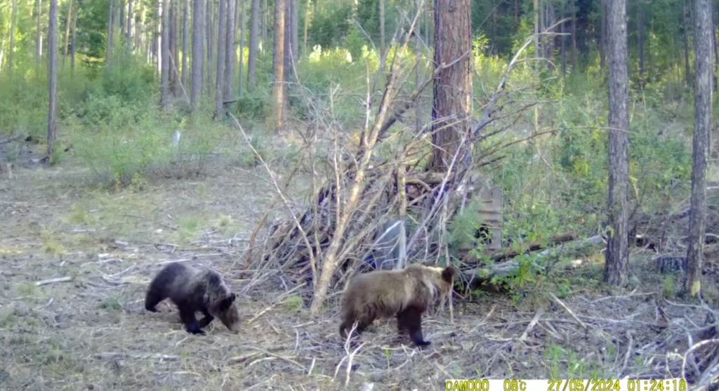 Фото Медведей в Бурятии отстреливать не будут 