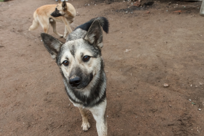Фото Жители Бурятии попросили убрать собачий приют от села подальше