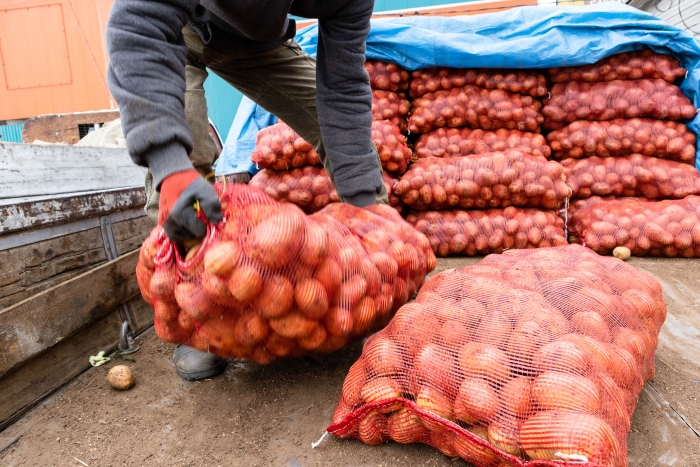 Фото Монголия планирует покупать в Бурятии семенной картофель 
