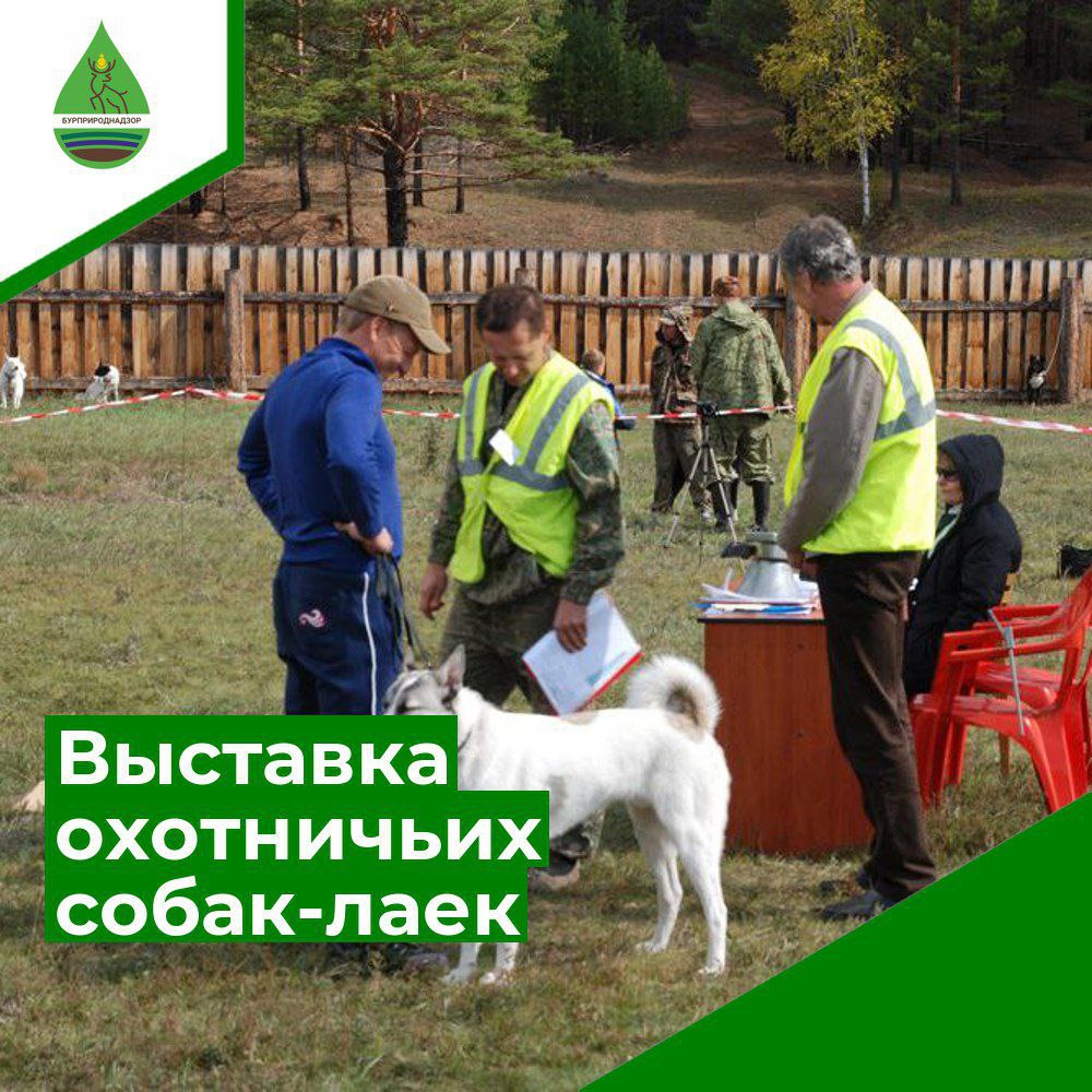 Фото Межрегиональная выставка охотничьих собак-лаек пройдет в Бурятии