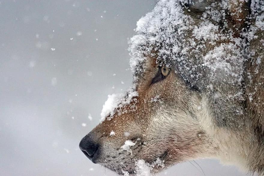 Фото Управление ветеринарии Бурятии: как действовать в случае нападения волков на животных