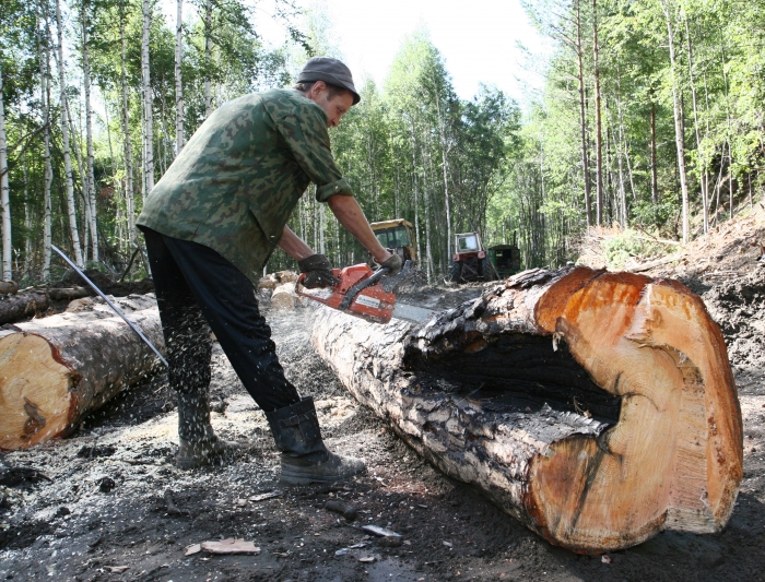 Фото В Бурятии жители сами могут забрать древесину с лесосек