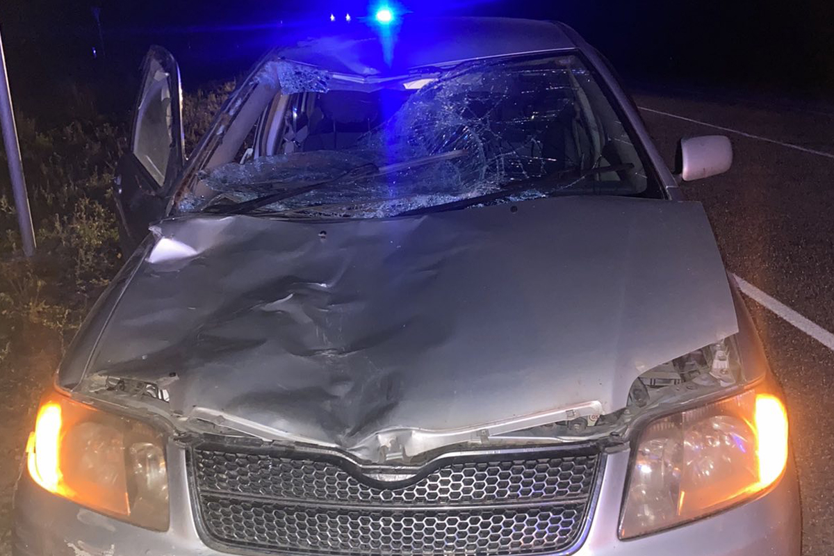 Фото В Бурятии водитель пострадал от наезда на корову на трассе