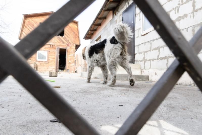 Фото В пригороде Улан-Удэ бродячие собаки едва не покалечили 13-летнюю девочку