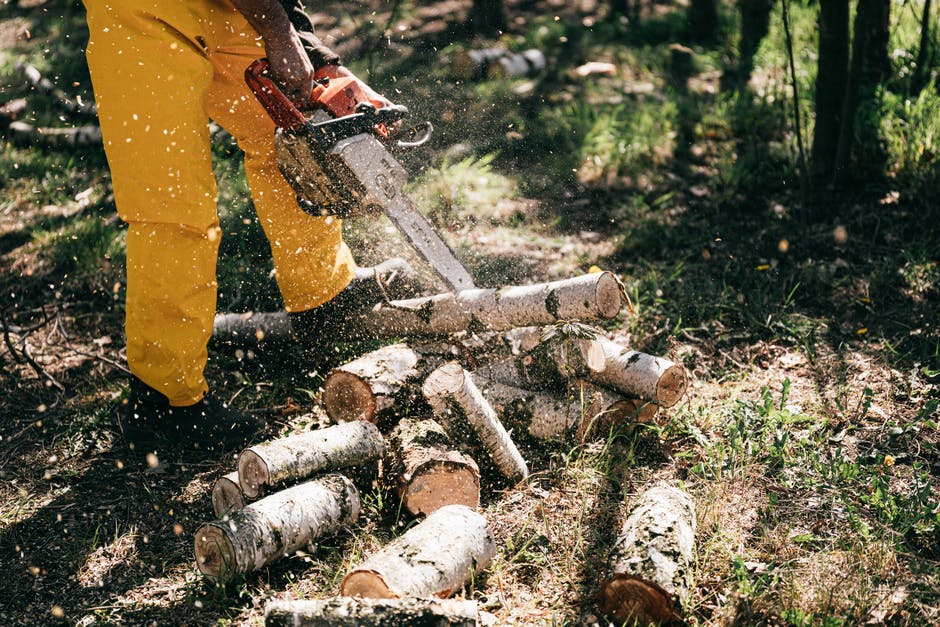 Фото «Чёрный» лесоруб из Бурятии напилил древесины на 200 тыс рублей