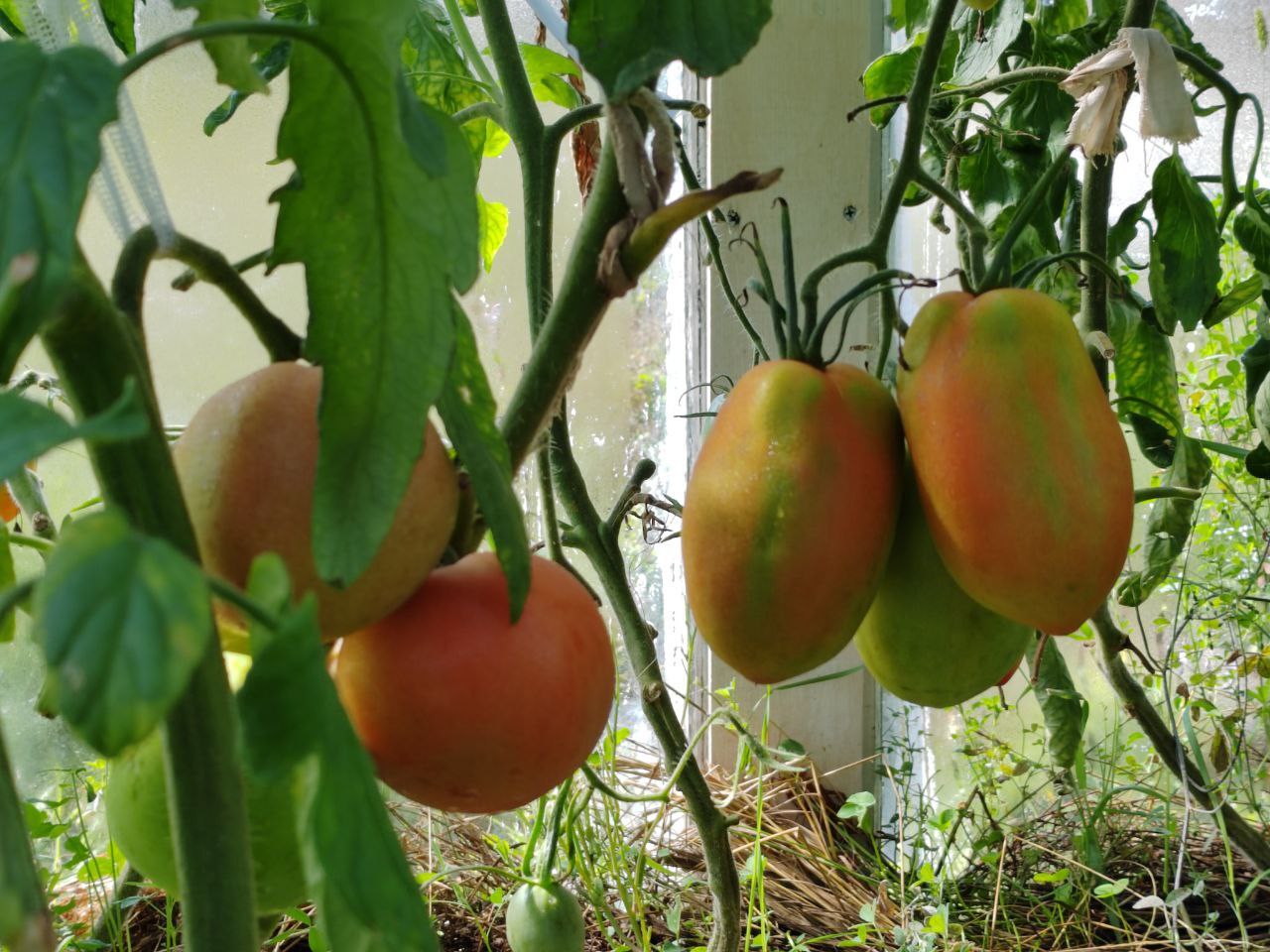 Фото Эксперты Бурятии привязали инфляцию к небывалому урожаю помидоров и запасам гречки