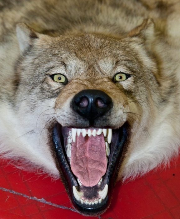 Фото Бешеного волка отстрелили в районе Бурятии