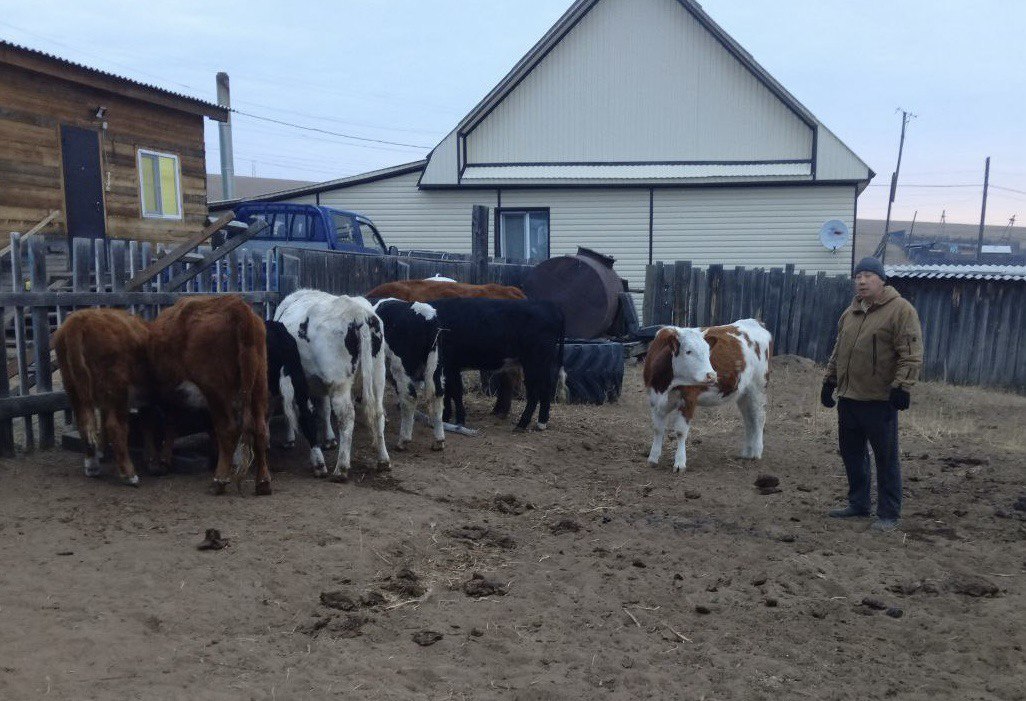 Фото Ветеран СВО из Бурятии развивает сельское хозяйство района