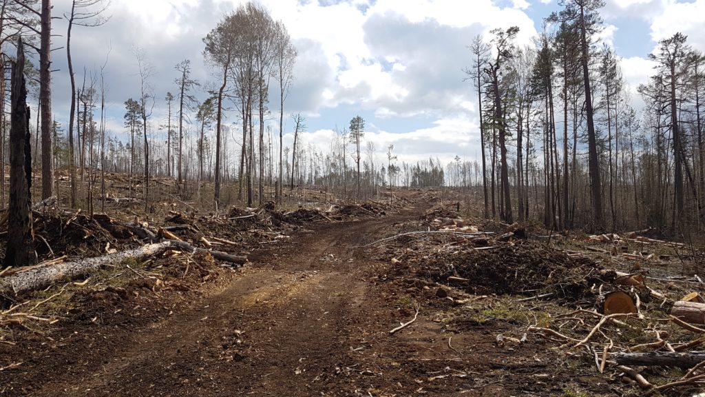 В Иркутской области завели уголовное дело после вырубки реликтового леса