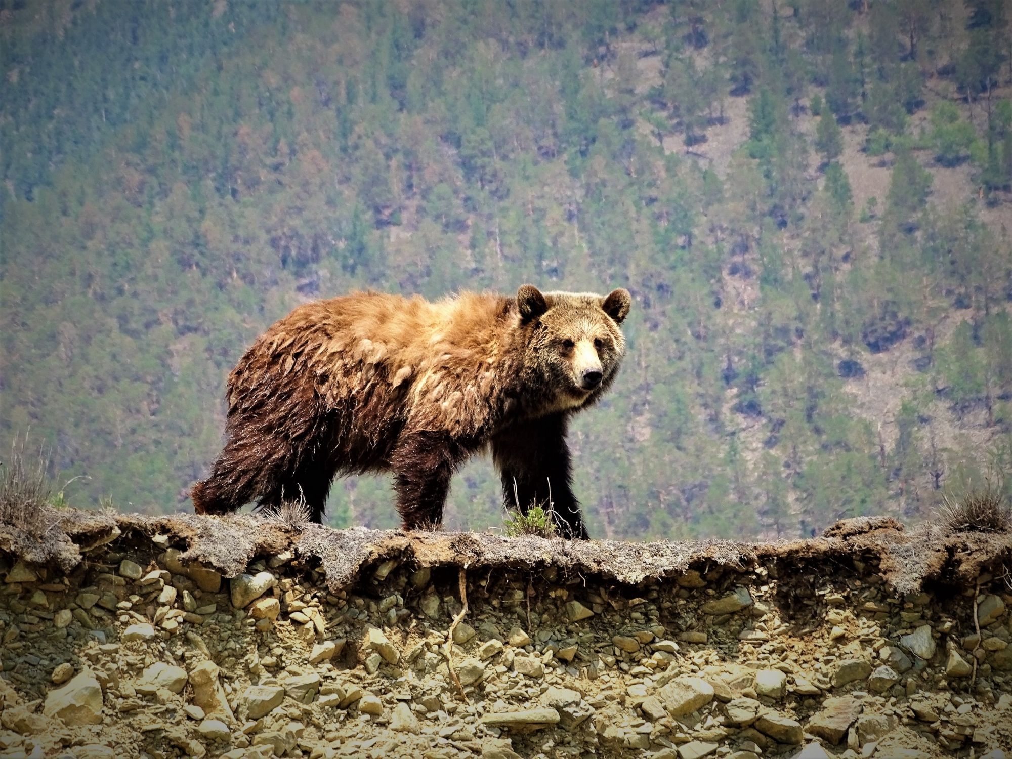 Фото Кто кого напугал: на Байкале туристы встретились с медведем