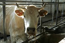 Фото В соседнем с Бурятией регионе у коров выявили узелковый дерматит