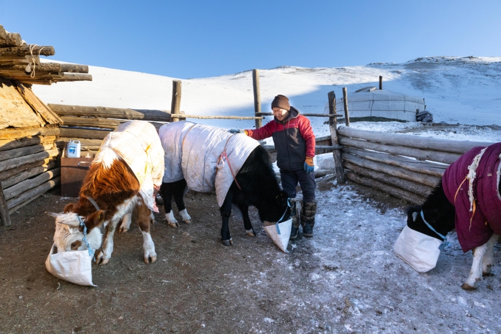 Фото В Монголии гибель скота превысила 3 млн голов