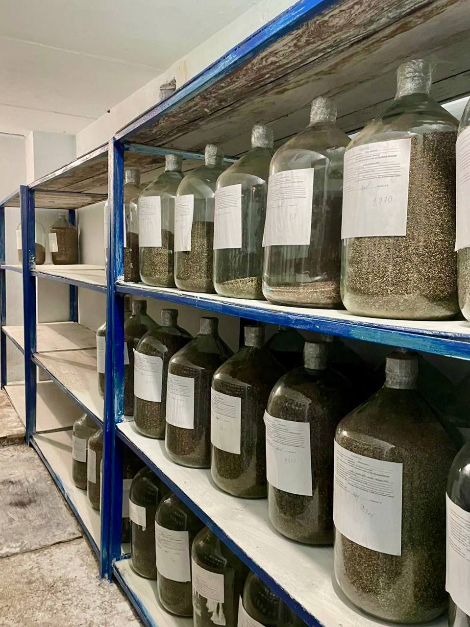 Фото С начала года в Бурятии высажено более 16 млн сеянцев сосны