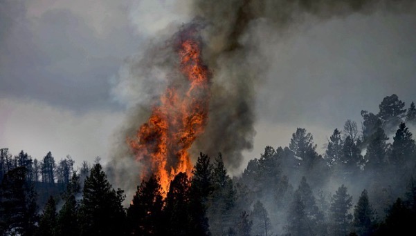 Фото Ученые нашли способ, как обнаружить лесной пожар на начальной стадии возгорания