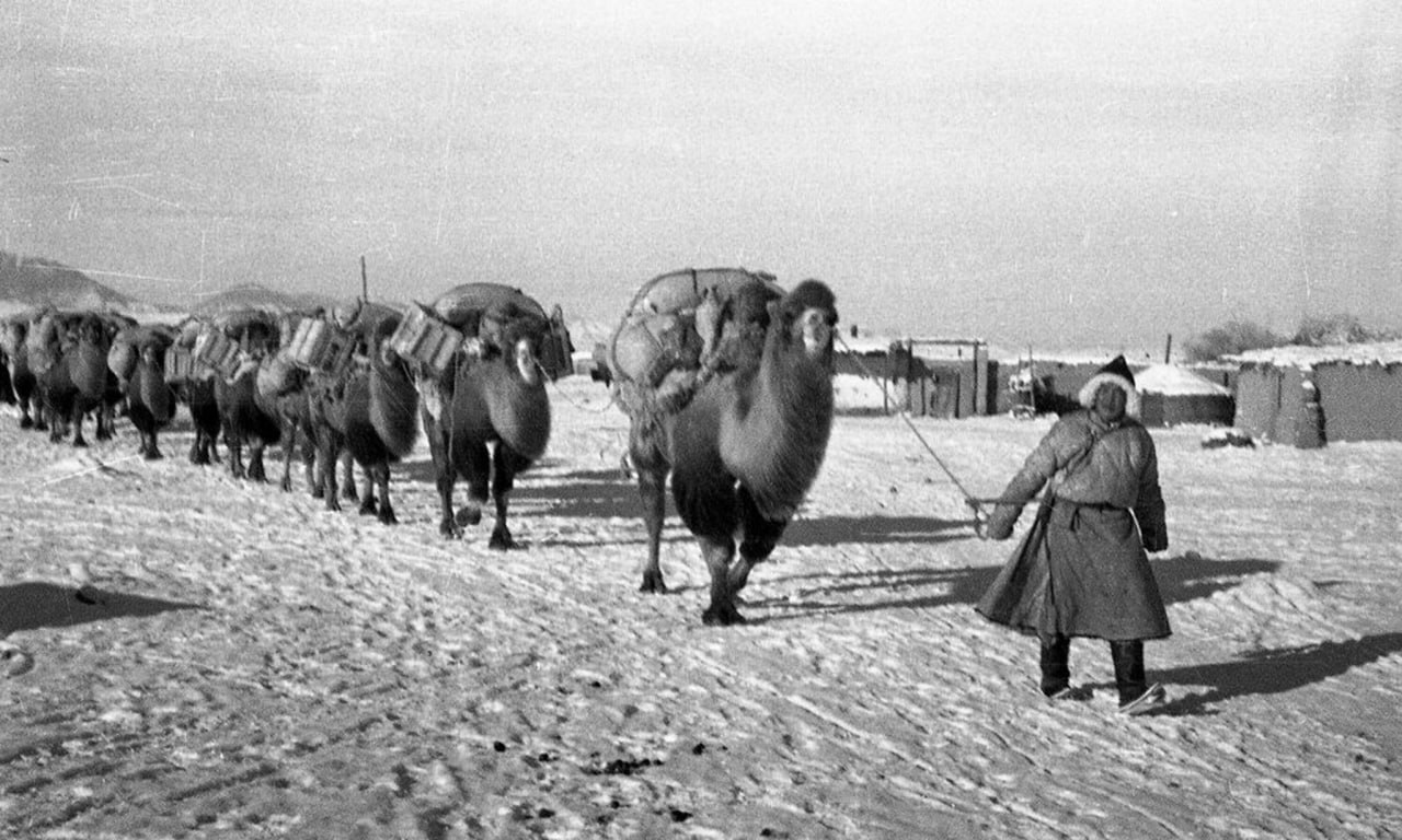 Фото Через Бурятию пройдет «Караван верблюдов. Все для фронта» 