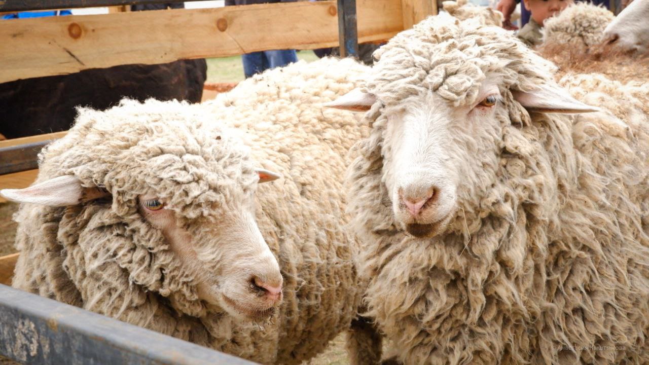Фото В Бурятии мастеров по обработке овчины приглашают на «Теплую красоту»