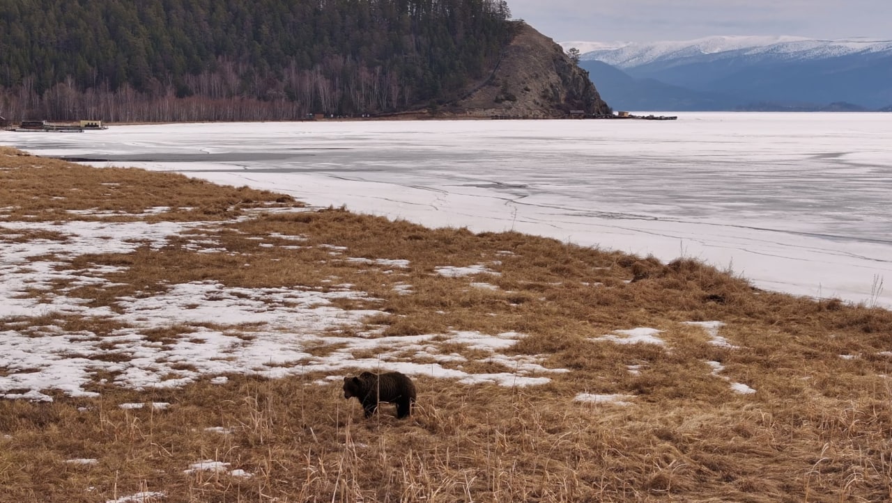 Фото Путешественникам повстречался медведь в Бурятии