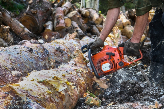Фото В Бурятии за неделю выявили 22 незаконные рубки деревьев 