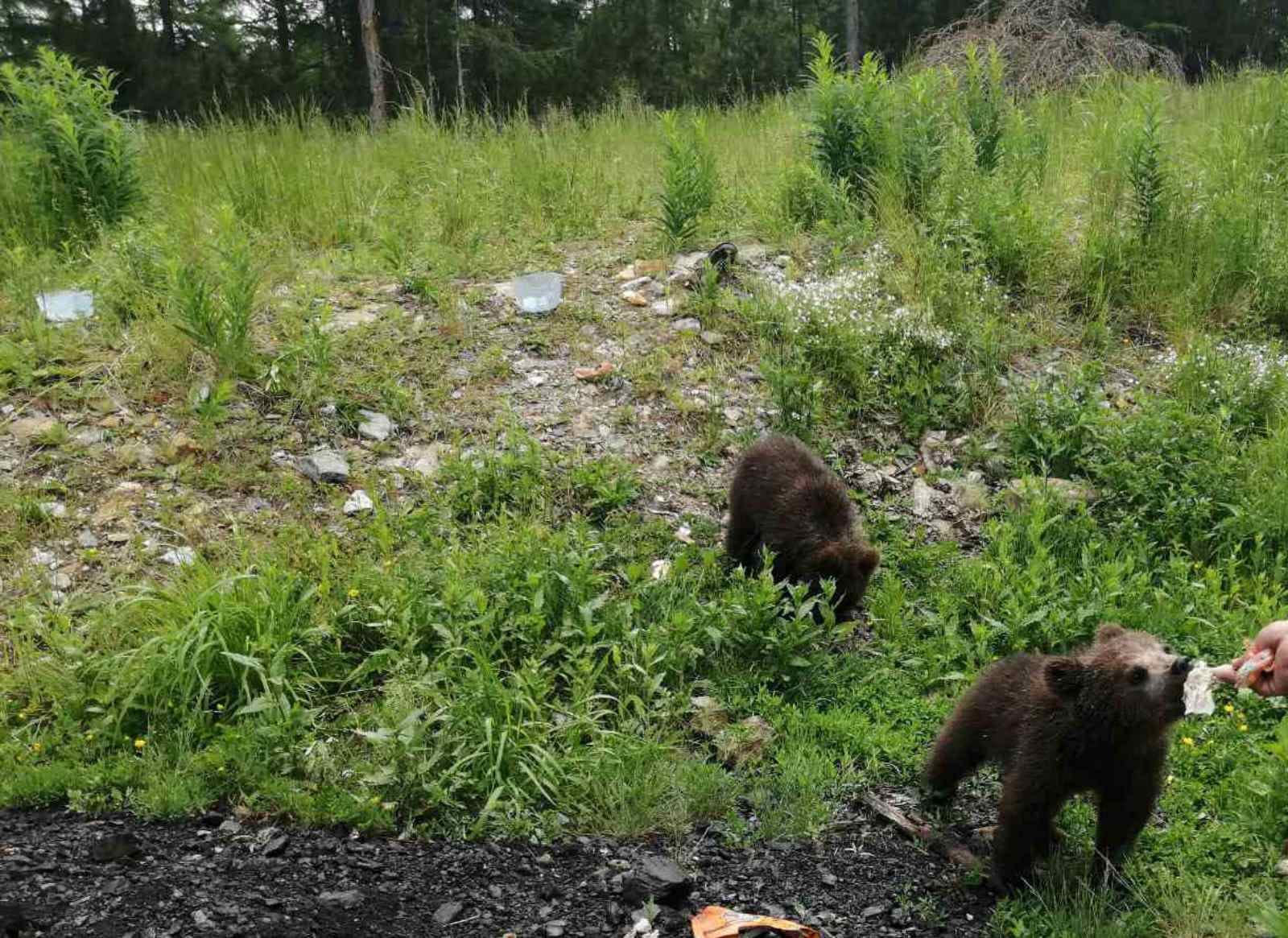 Фото В Бурятии медвежата играли с лесниками