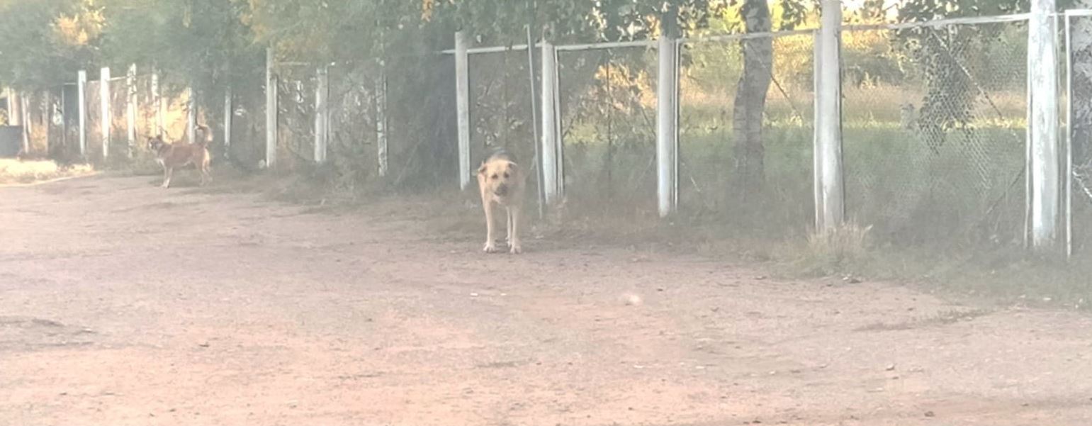 Фото В районе Бурятии возле школы бегали большие собаки