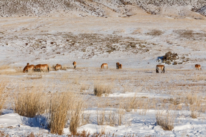 Фото В Мухоршибирском районе Бурятии у трех лошадей выявили лептоспироз