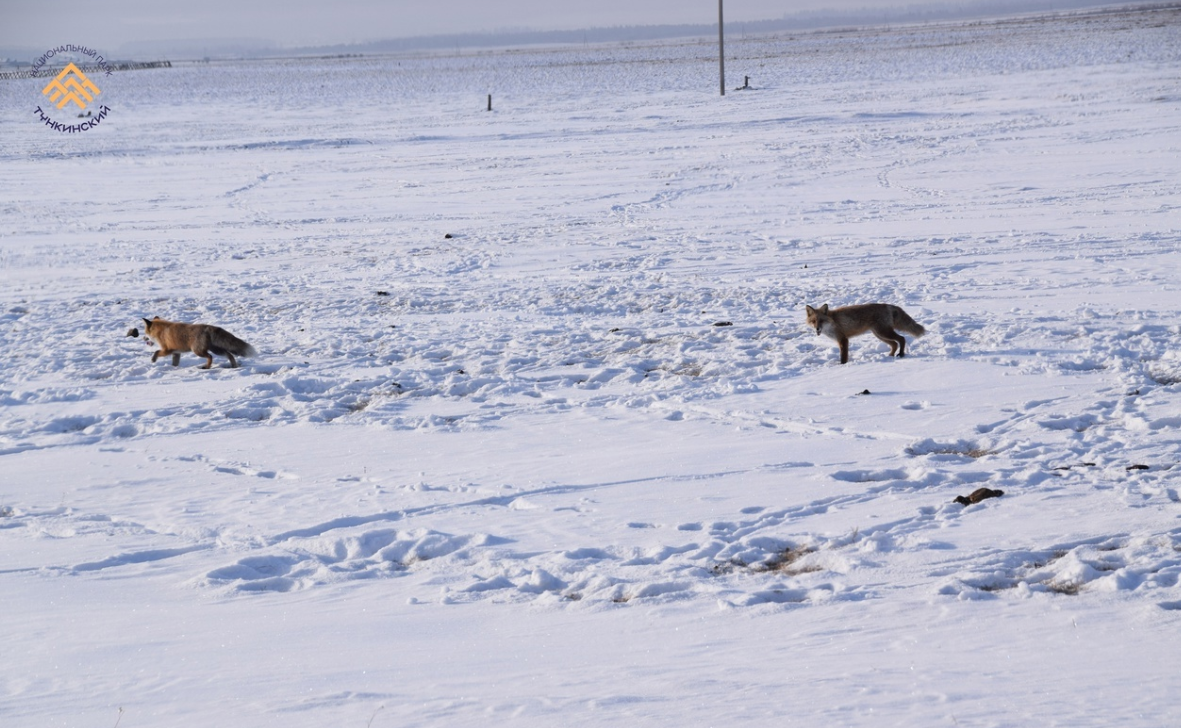 Фото В нацпарке Бурятии рассказали о празднике «День лисы»