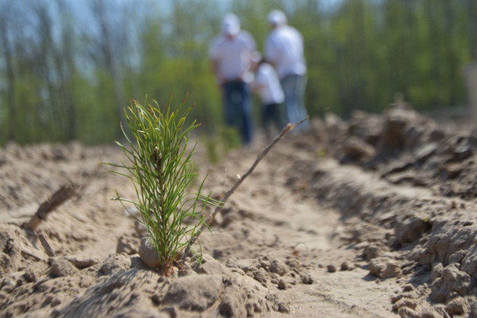 Фото Бурятия получит 81 миллион на восстановление лесов