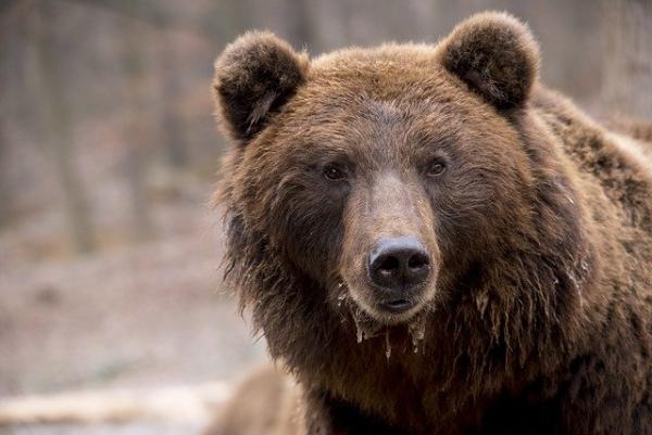 Фото "Решил проверить на прочность": В Бурятии медведи вновь пугают туристов