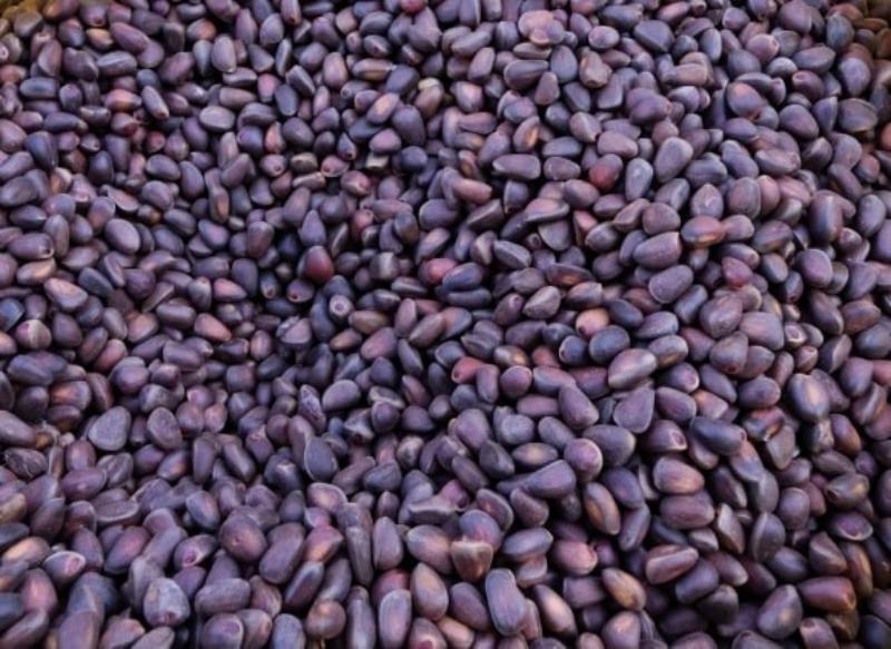 Фото Из Бурятии в Китай и Казахстан отправили первые партии кедрового ореха